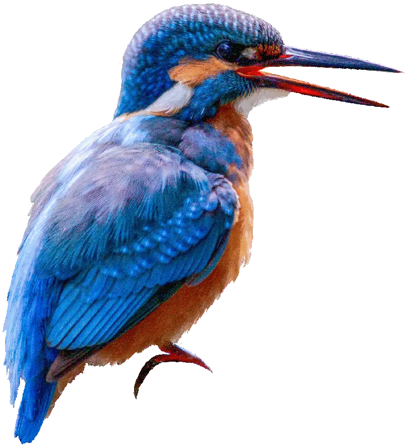 Kingfisher